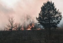 SRBI IZAZVALI HAOS U AUSTRIJI: Radili na pošumljavanju, pa zapalili šumu cigaretom, uhapšena trojica! srbi-izazvali-haos-u-austriji:-radili-na-posumljavanju,-pa-zapalili-sumu-cigaretom,-uhapsena-trojica!