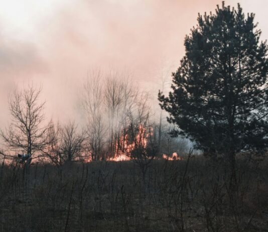 SRBI IZAZVALI HAOS U AUSTRIJI: Radili na pošumljavanju, pa zapalili šumu cigaretom, uhapšena trojica! srbi-izazvali-haos-u-austriji:-radili-na-posumljavanju,-pa-zapalili-sumu-cigaretom,-uhapsena-trojica!