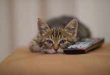 Zašto su mačke fascinirane TV ekranima? zasto-su-macke-fascinirane-tv-ekranima?