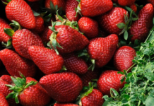Beru, jedu i beže: Nemački farmeri besni zbog masovne krađe jagoda beru,-jedu-i-beze:-nemacki-farmeri-besni-zbog-masovne-kradje-jagoda