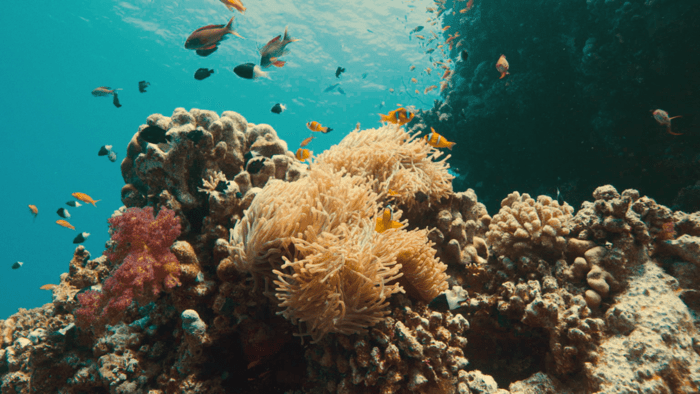 Dokumentarac „Ispod površine: Borba za korale“ na Dan planete Zemlje na Discovery kanalu