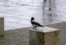 Vreme danas: Prepodne oblačno i kišovito, po podne razvedravanje vreme-danas:-prepodne-oblacno-i-kisovito,-po-podne-razvedravanje