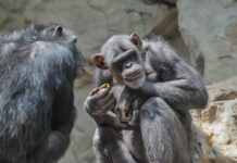 Zabeležen prvi „građanski rat“ među šimpanzama: Krvavi sukob dojučerašnjih prijatelja zabelezen-prvi-„gradjanski-rat“-medju-simpanzama:-krvavi-sukob-dojucerasnjih-prijatelja