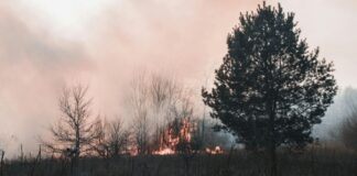 SRBI IZAZVALI HAOS U AUSTRIJI: Radili na pošumljavanju, pa zapalili šumu cigaretom, uhapšena trojica! srbi-izazvali-haos-u-austriji:-radili-na-posumljavanju,-pa-zapalili-sumu-cigaretom,-uhapsena-trojica!