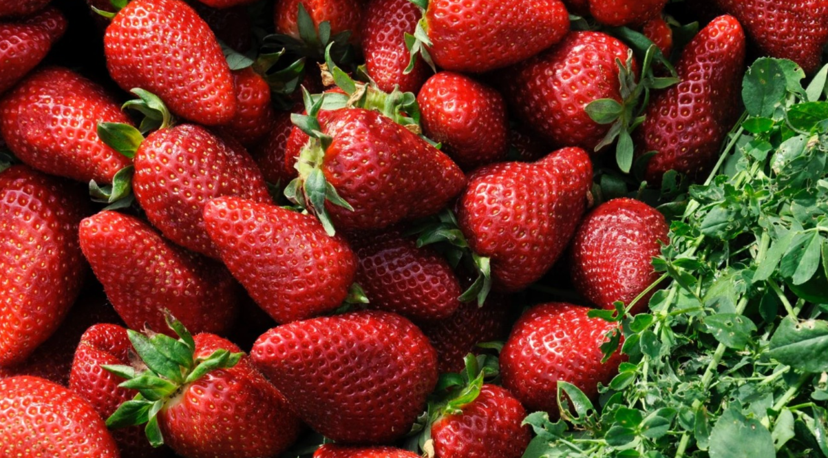 beru,-jedu-i-beze:-nemacki-farmeri-besni-zbog-masovne-kradje-jagoda