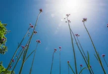 Vremenska prognoza: Sunčano i toplo, slaba kiša popodne u planinskim predelima vremenska-prognoza:-suncano-i-toplo,-slaba-kisa-popodne-u-planinskim-predelima