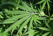 Revolucija ili opasnost: Dva nemačka grada traže legalizaciju trgovine drogama revolucija-ili-opasnost:-dva-nemacka-grada-traze-legalizaciju-trgovine-drogama