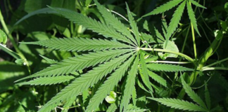 Revolucija ili opasnost: Dva nemačka grada traže legalizaciju trgovine drogama revolucija-ili-opasnost:-dva-nemacka-grada-traze-legalizaciju-trgovine-drogama