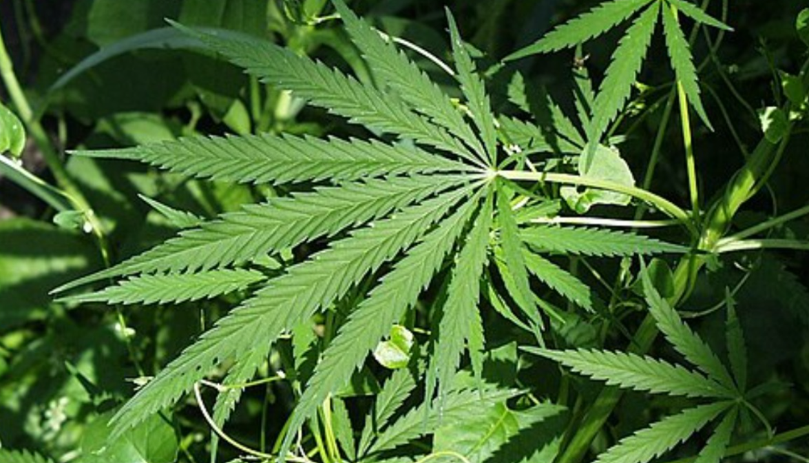 revolucija-ili-opasnost:-dva-nemacka-grada-traze-legalizaciju-trgovine-drogama revolucija-ili-opasnost:-dva-nemacka-grada-traze-legalizaciju-trgovine-drogama